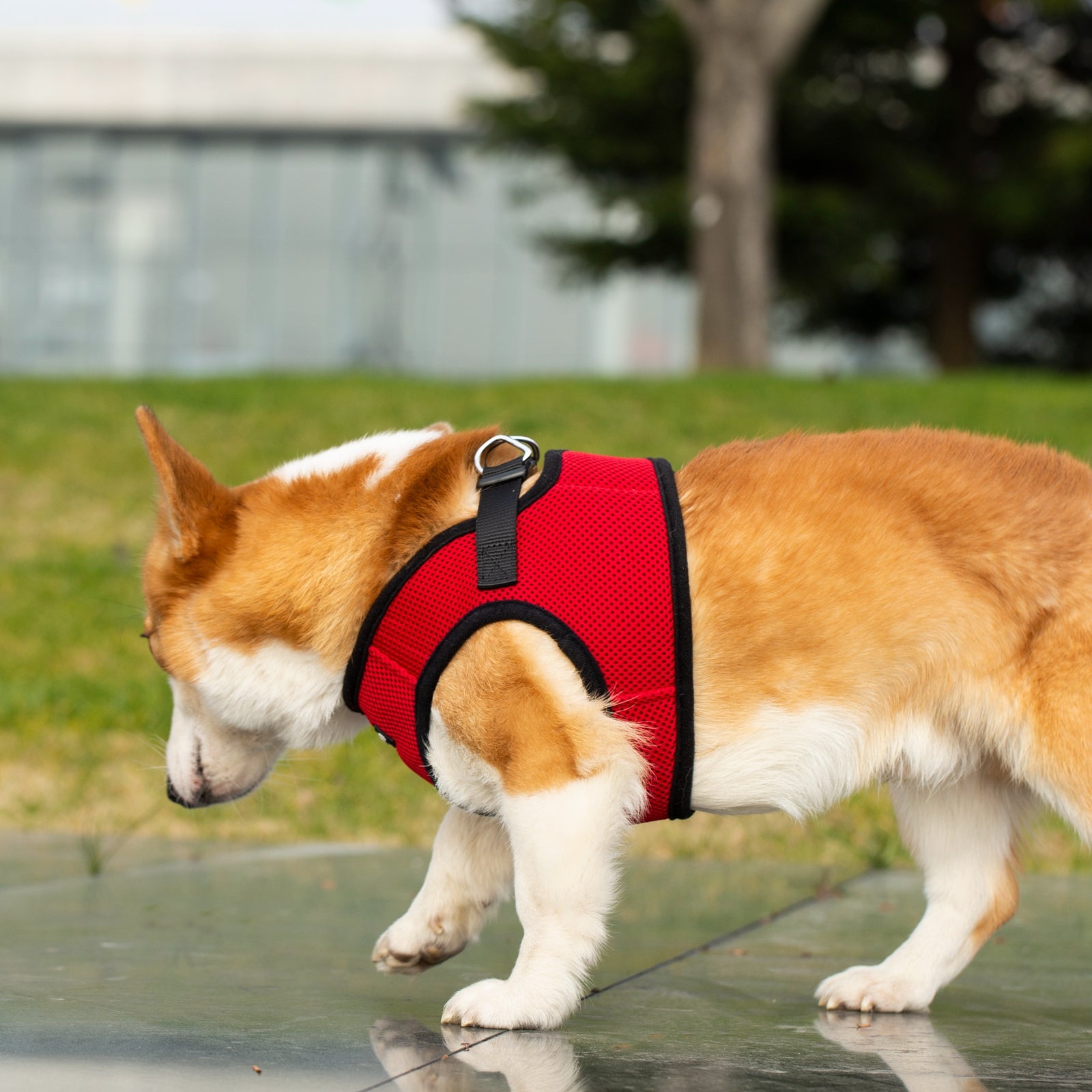 Mr. Peanut’s PupTrek Step-In Harness & Leash Combo – Breathable Mesh Vest for Small Pets