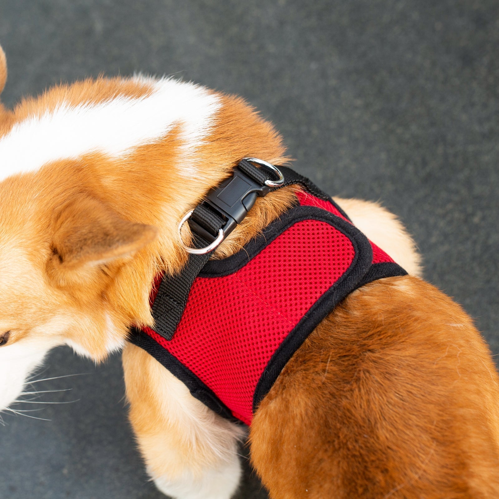 Mr. Peanut’s PupTrek Step-In Harness & Leash Combo – Breathable Mesh Vest for Small Pets