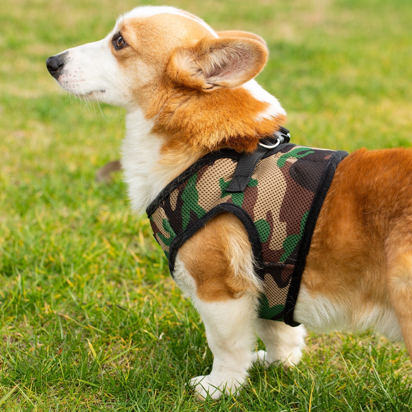 Mr. Peanut’s PupTrek Step-In Harness & Leash Combo – Breathable Mesh Vest for Small Pets