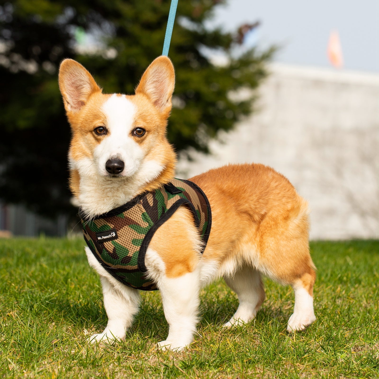 Mr. Peanut’s PupTrek Step-In Harness & Leash Combo – Breathable Mesh Vest for Small Pets