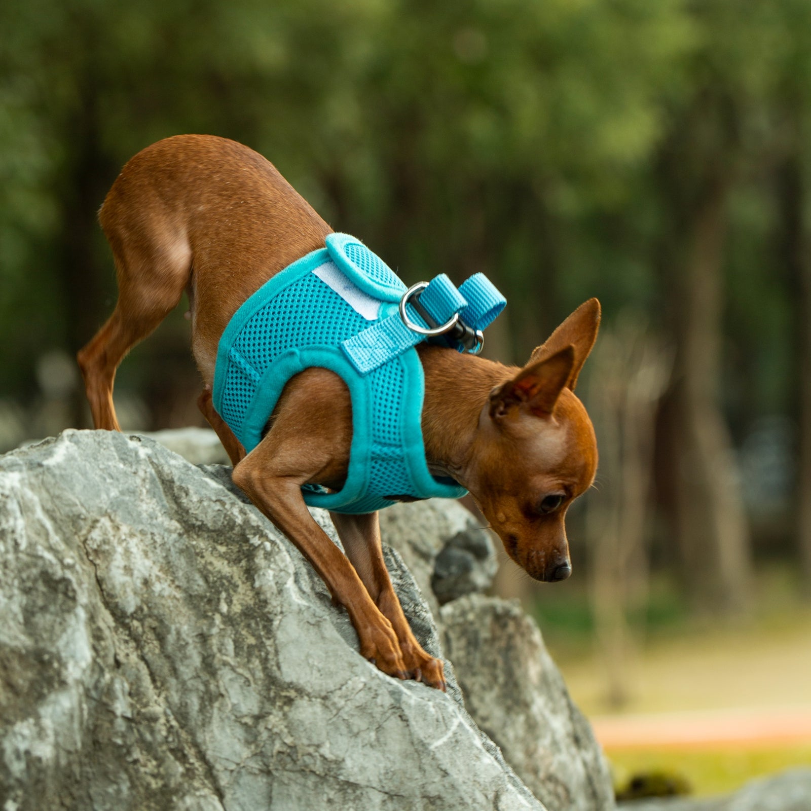 Mr. Peanut’s PupTrek Step-In Harness & Leash Combo – Breathable Mesh Vest for Small Pets