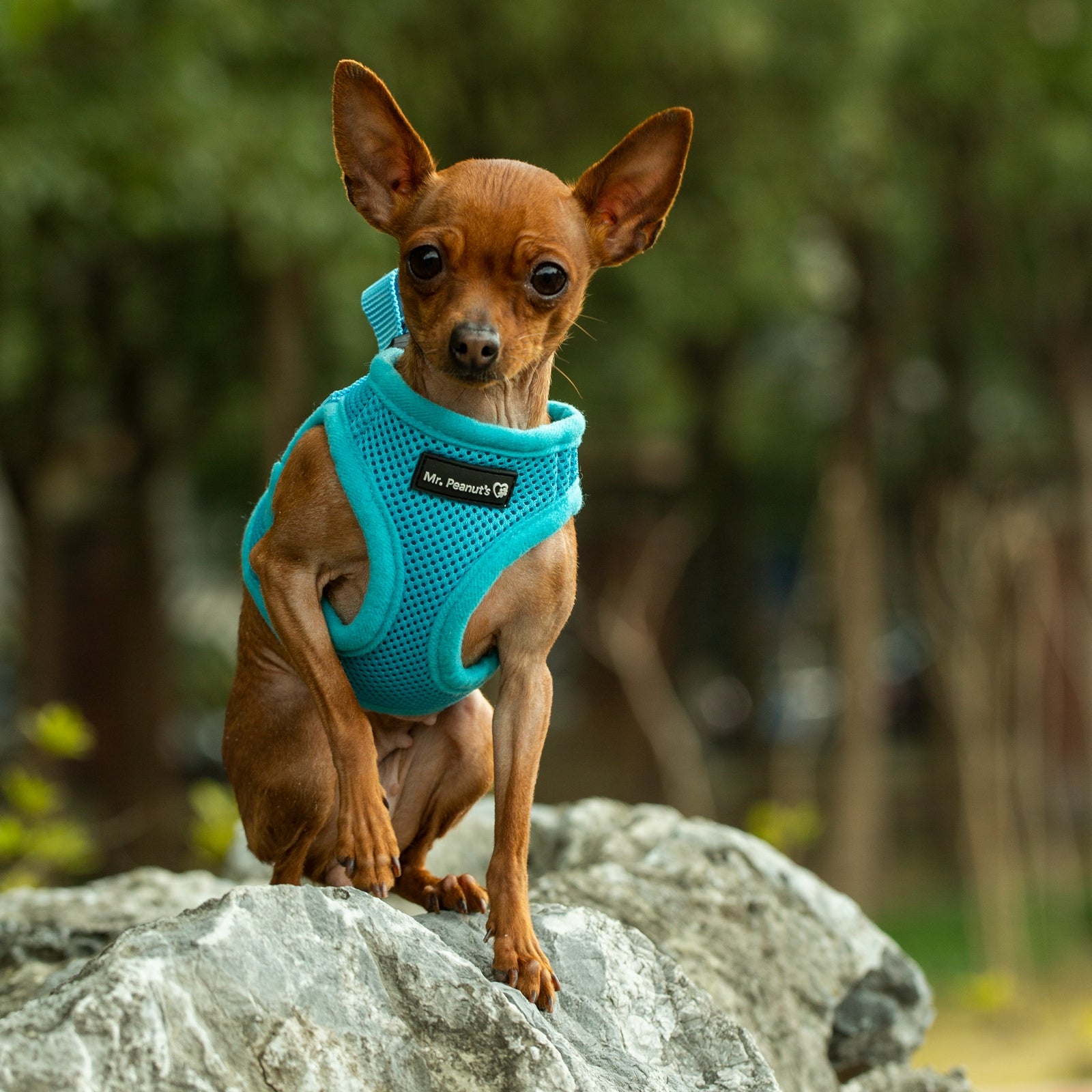 Mr. Peanut’s PupTrek Step-In Harness & Leash Combo – Breathable Mesh Vest for Small Pets