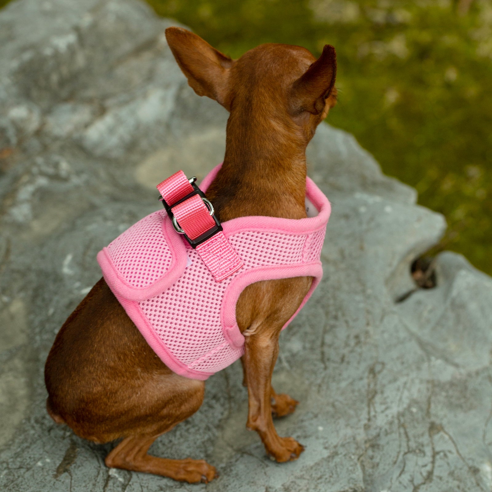 Mr. Peanut’s PupTrek Step-In Harness & Leash Combo – Breathable Mesh Vest for Small Pets