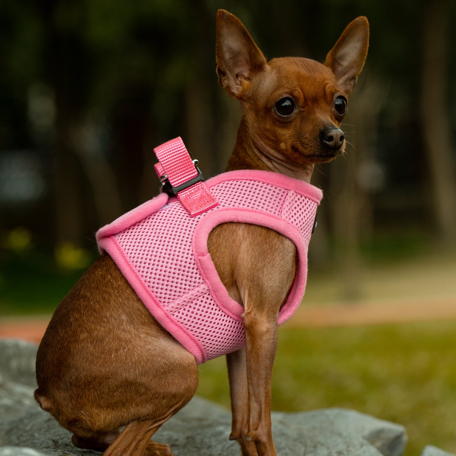 Mr. Peanut’s PupTrek Step-In Harness & Leash Combo – Breathable Mesh Vest for Small Pets