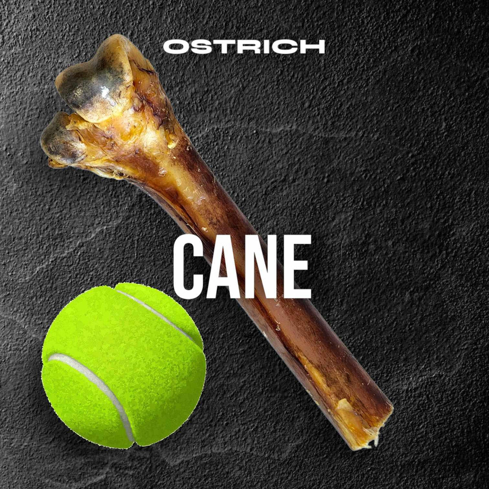 Medium Ostrich Cane (10" x 3") – Long-Lasting, Hypoallergenic Chew for Medium & Large Dogs