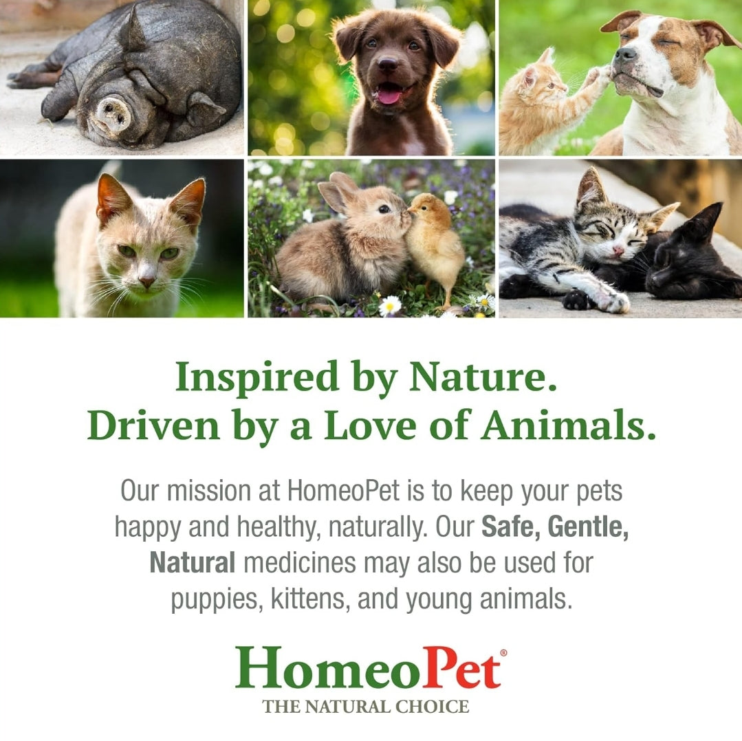HOMEOPET Doggy Dental 15ml: Effective Oral Care Solution for Dogs