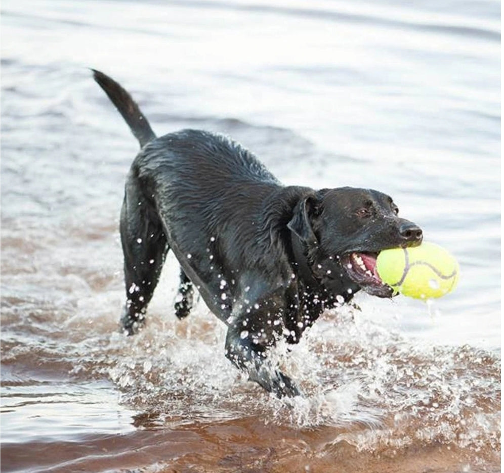 KONG Air Dog Squeaker Football Toy - Playful Fetch & Fun!
