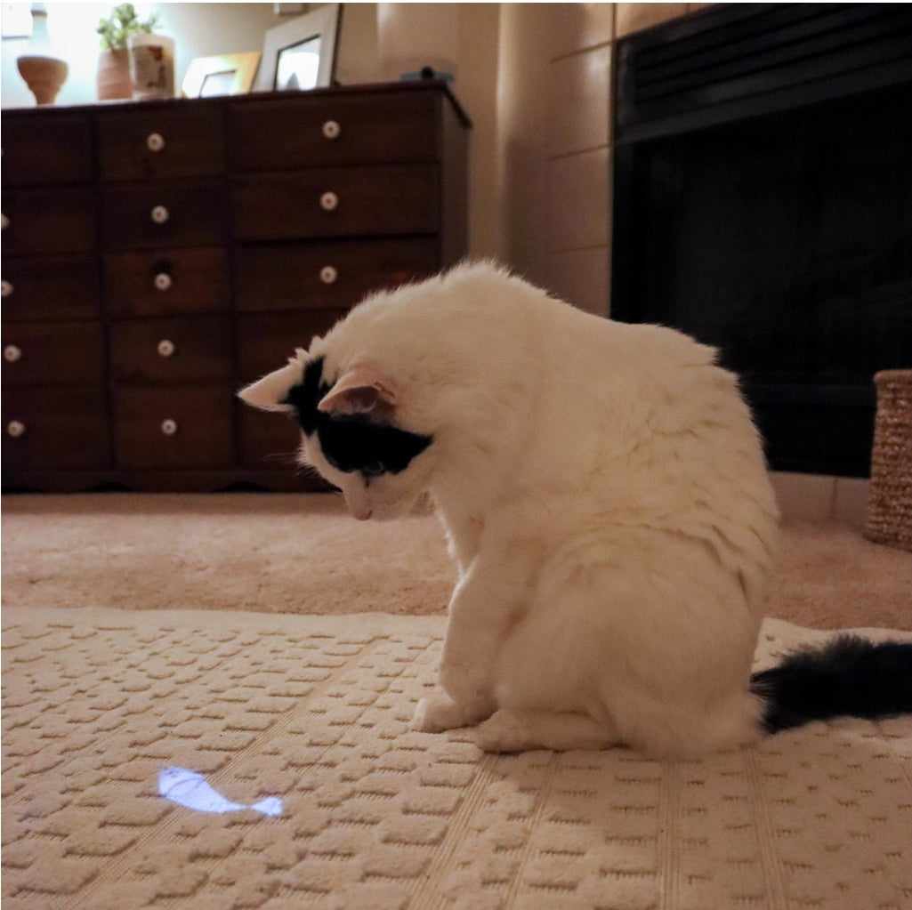 Bergan Turbo LED Pointer | Interactive Fish Light Toy for Cats