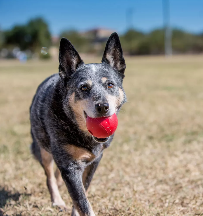 Durable KONG Ball - Hard Rubber Dog Toy for Aggressive Chewers