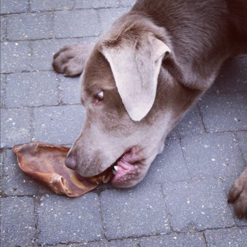 All-Natural Whole Pig Ear Dog Chew