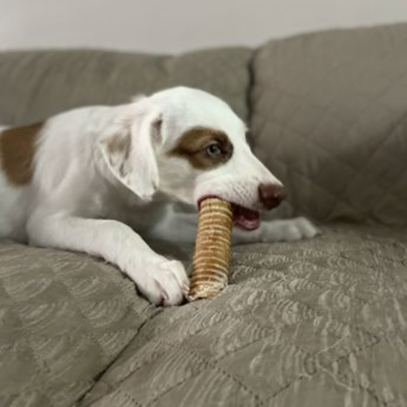 6 Inch Beef Trachea for Dogs – Crunchy, Stuffable Joint Support Chew