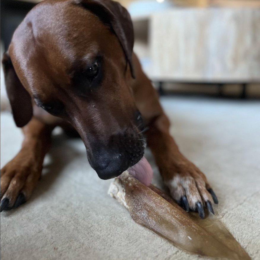 Natural Cow Ear Dog Chew – Single Ingredient, Low Fat Treat