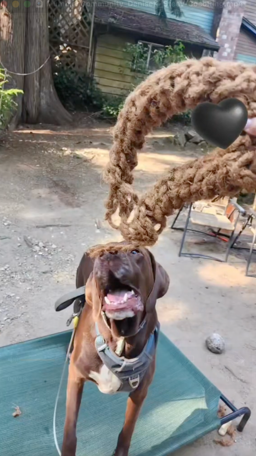 Mumbies Natural Coconut Rope Ring for Dogs – Eco-Friendly Tug, Fetch & Chew Toy for Light to Moderate Chewers