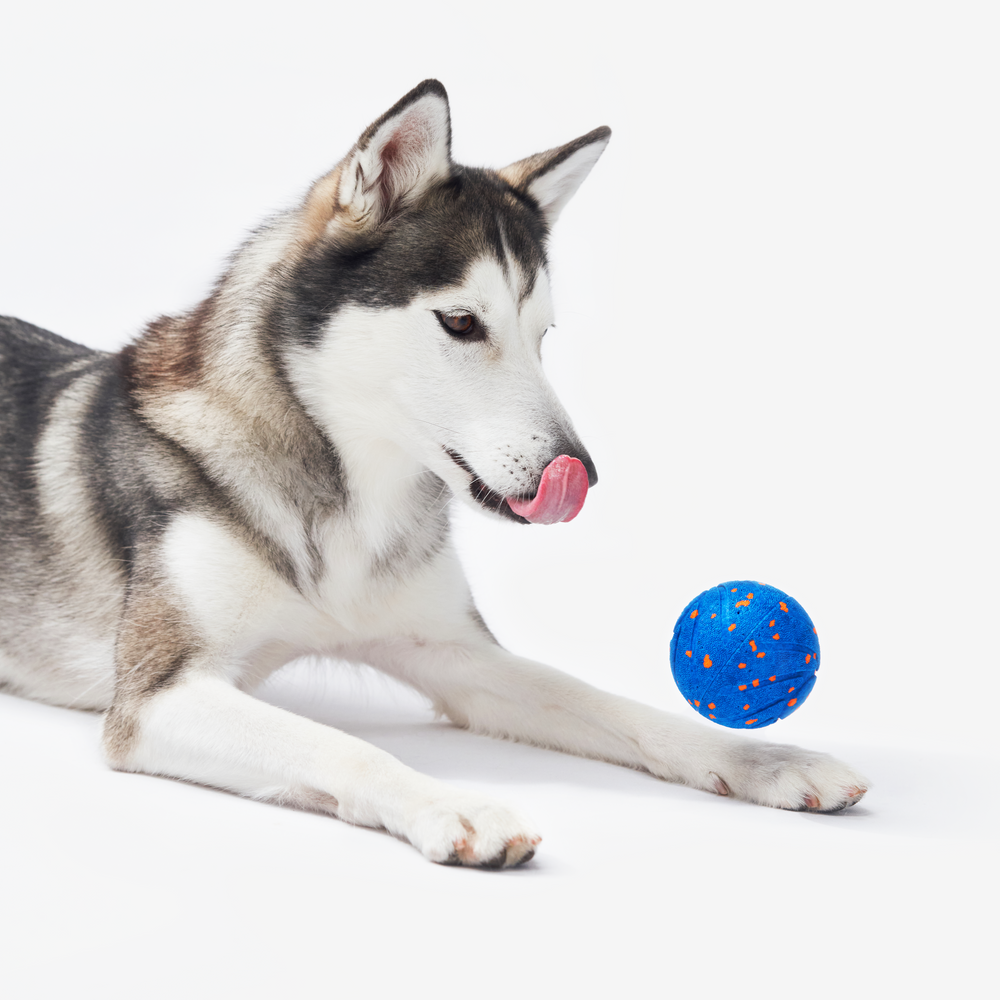Cheerble Wicked Ball Air – Interactive Smart Dog Toy with Auto Movement & Replaceable Shell