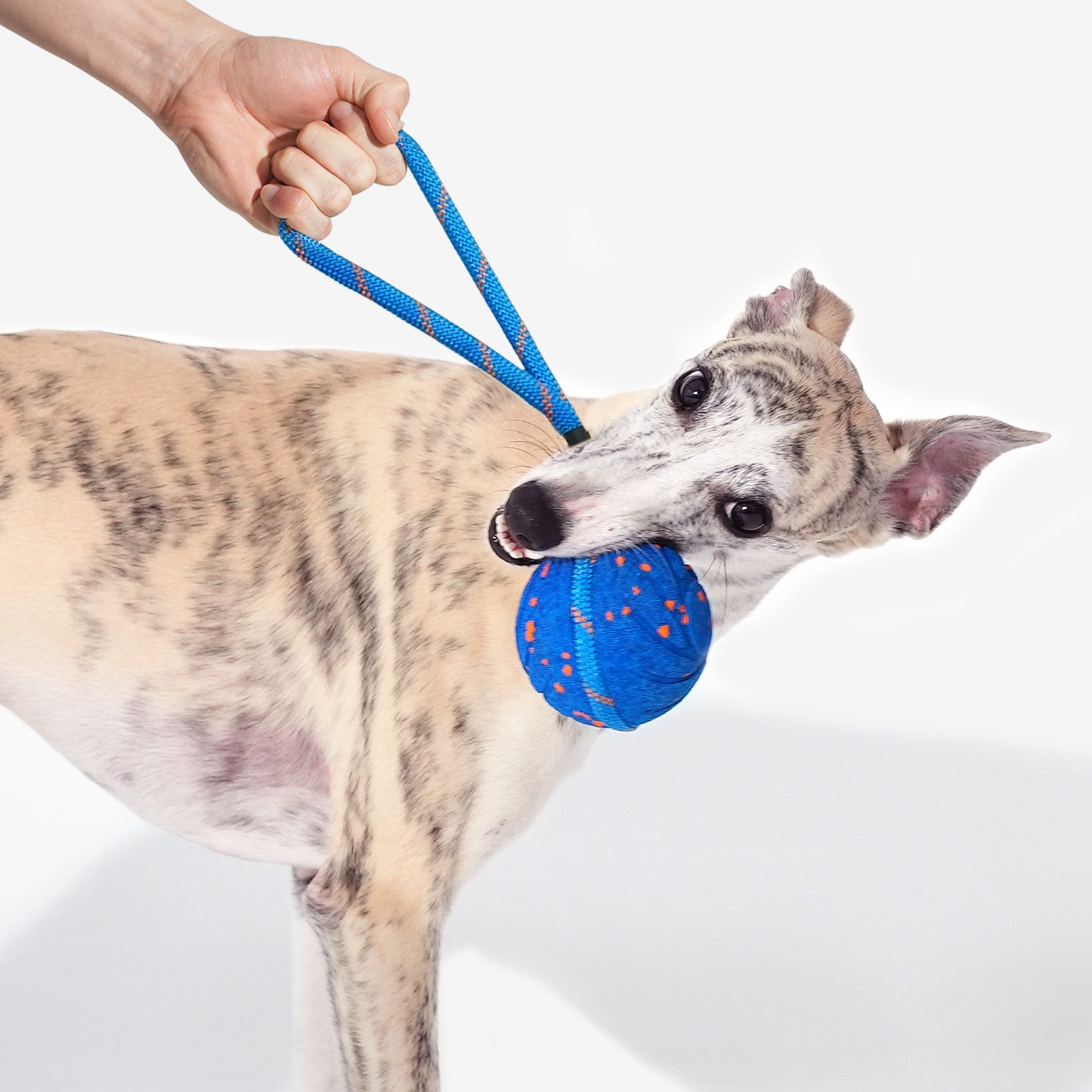 Creeble® Wicked Interactive Dog Toy – Smart Motion Enrichment Toy