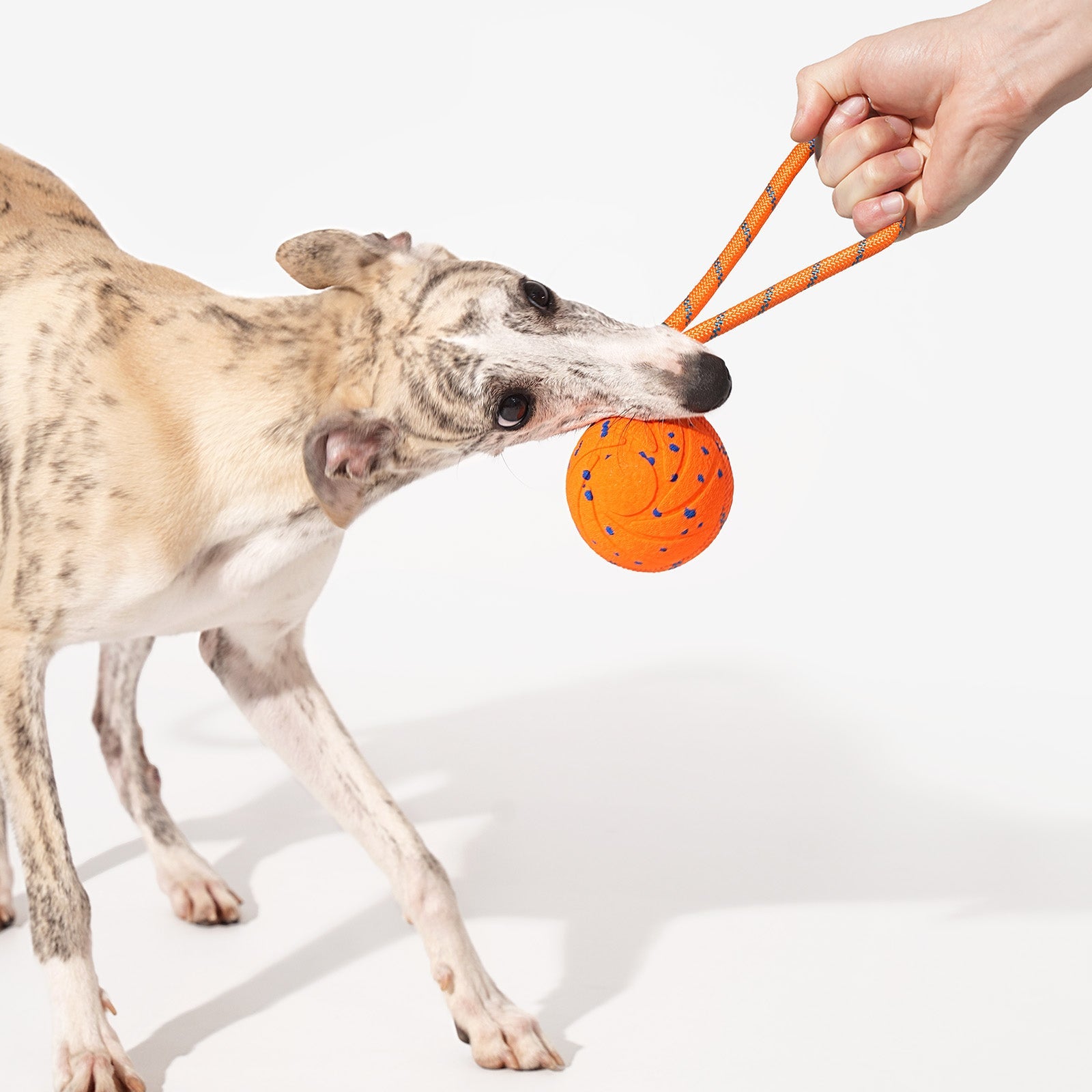 Creeble® Wicked Interactive Dog Toy – Smart Motion Enrichment Toy