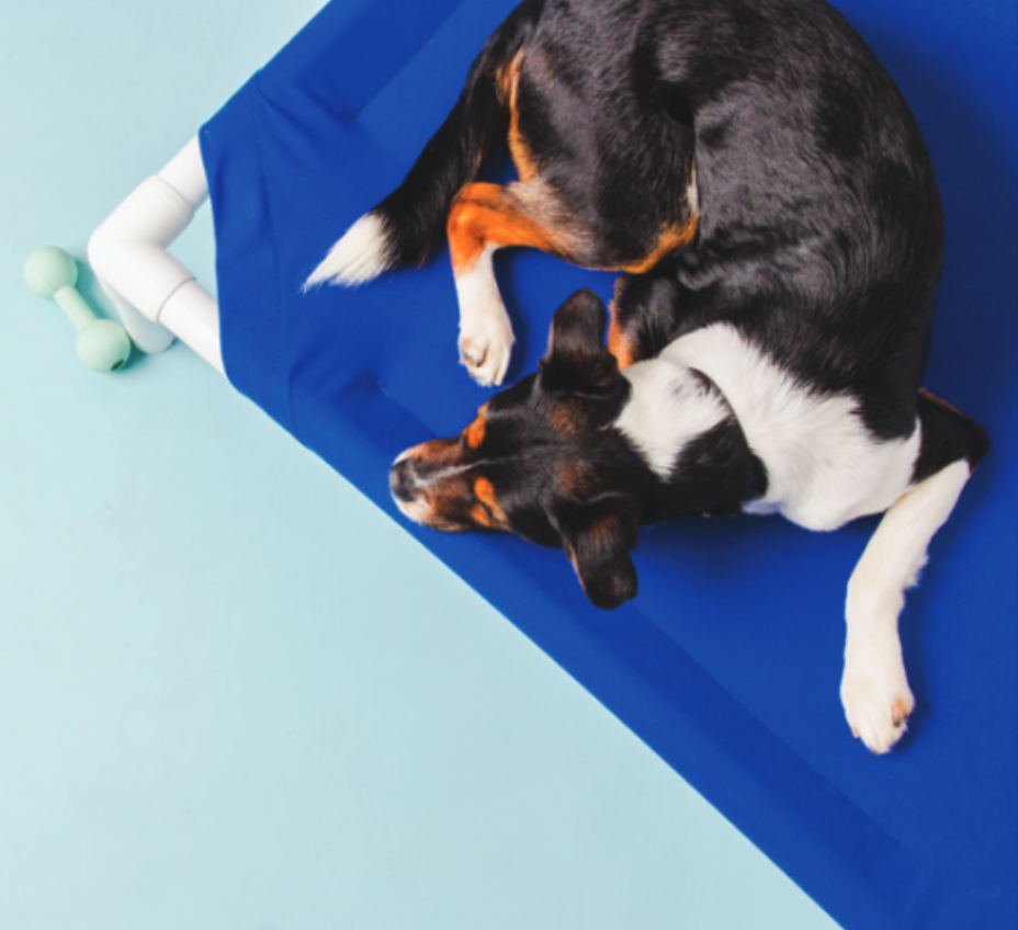 Timeless in Black: The Iconic Pet Bed