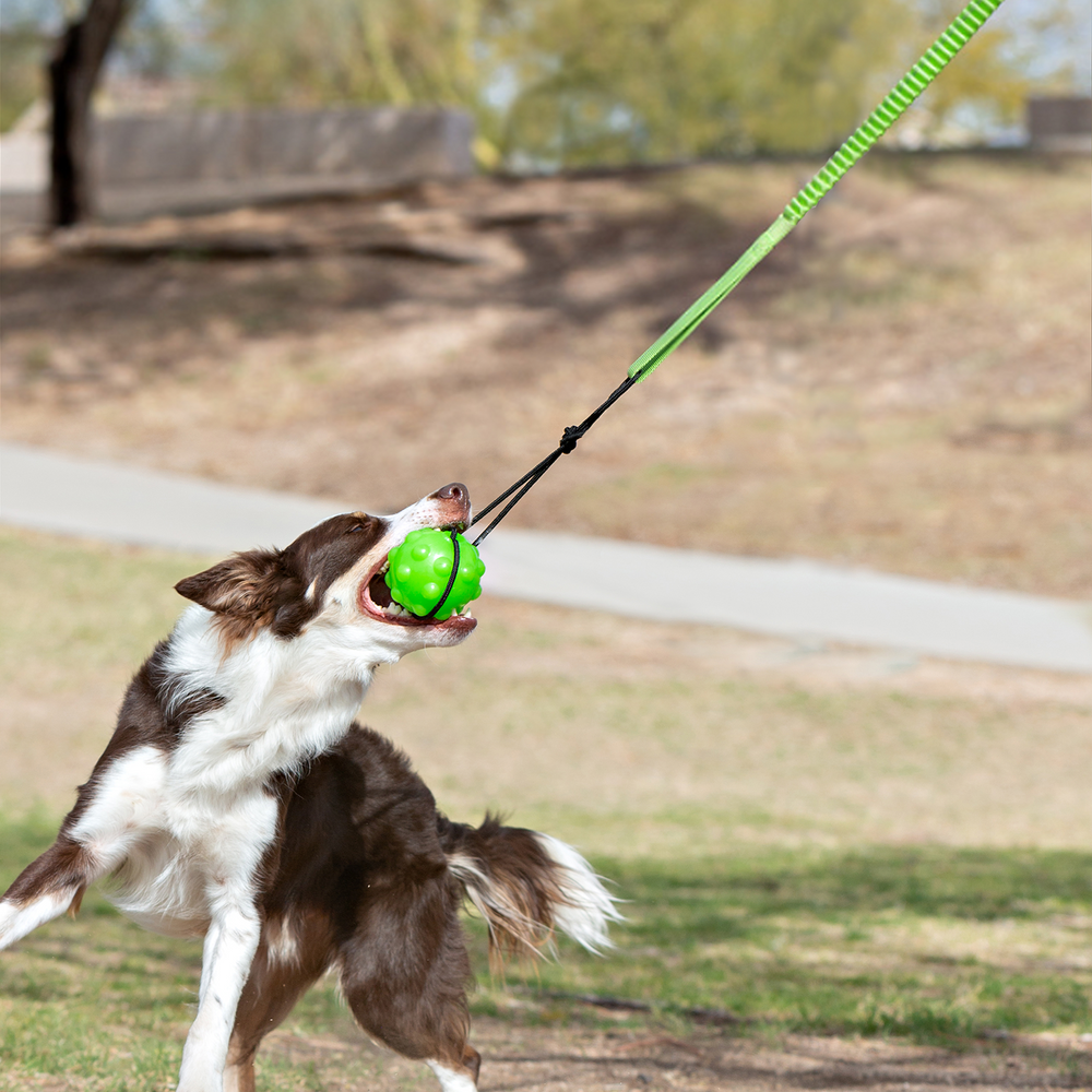 Jolly Pets Tree Tugger™ – Interactive Outdoor Bungee Tug Toy for Dogs