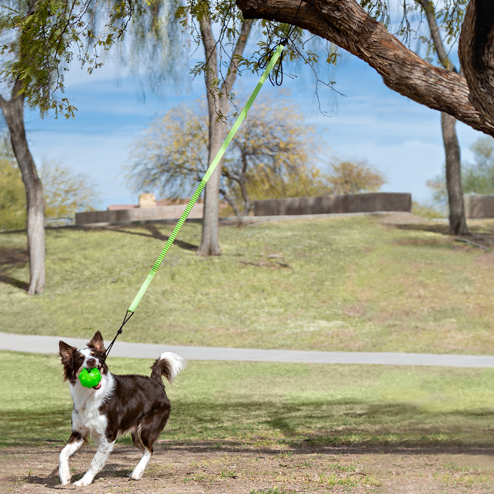 Jolly Pets Tree Tugger™ – Interactive Outdoor Bungee Tug Toy for Dogs