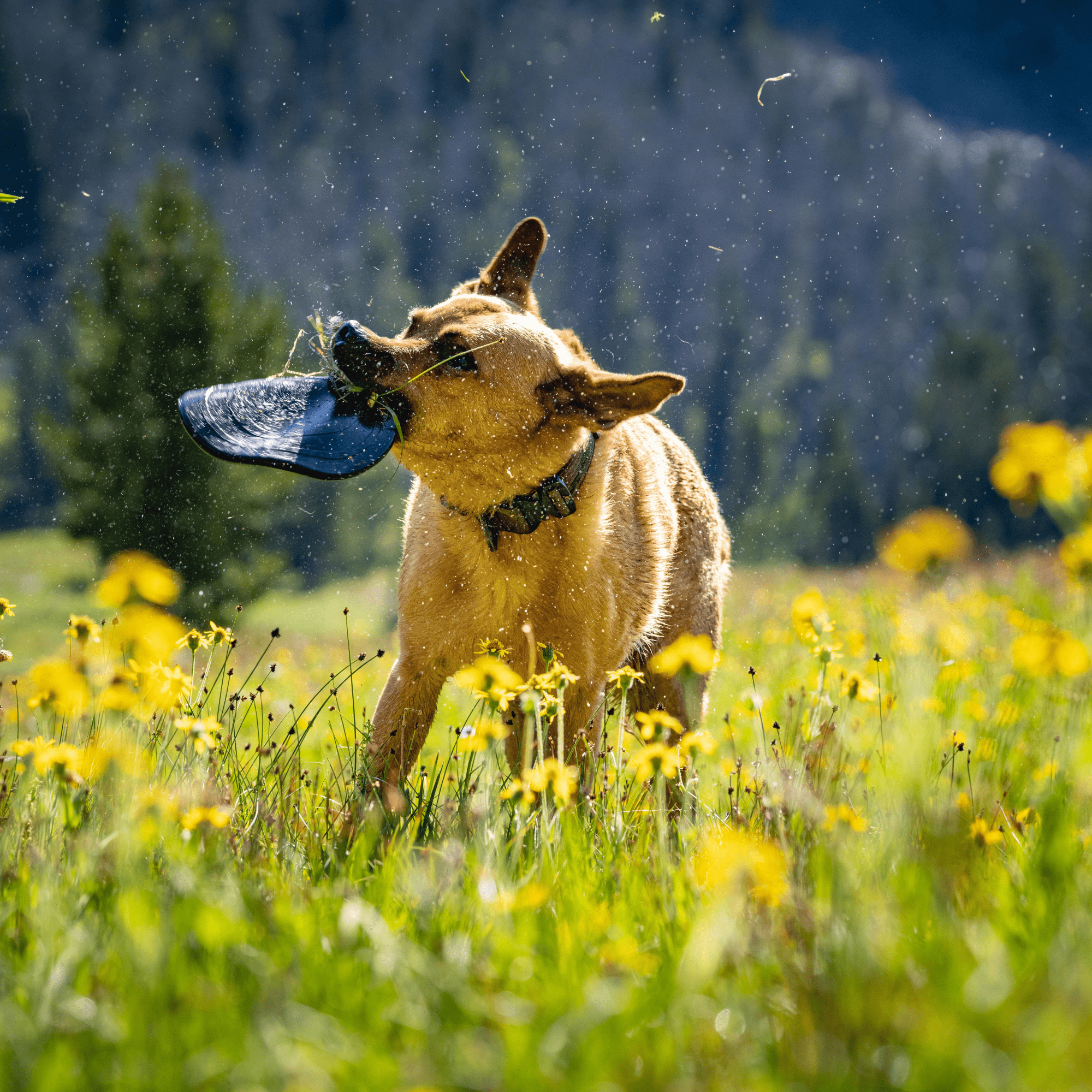 Monster K9 Aero Disc – Ultra-Durable Natural Rubber Flying Disc for Medium & Large Dogs