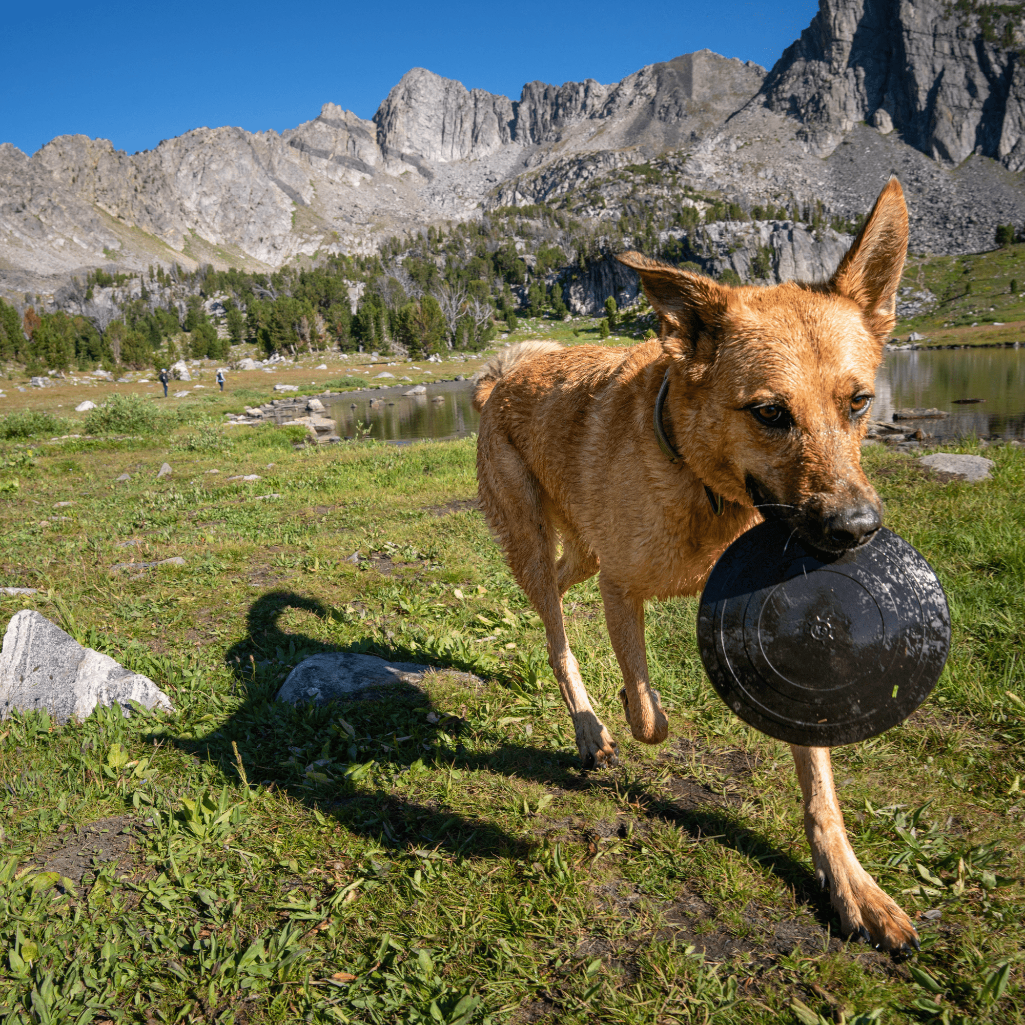 Monster K9 Aero Disc – Ultra-Durable Natural Rubber Flying Disc for Medium & Large Dogs