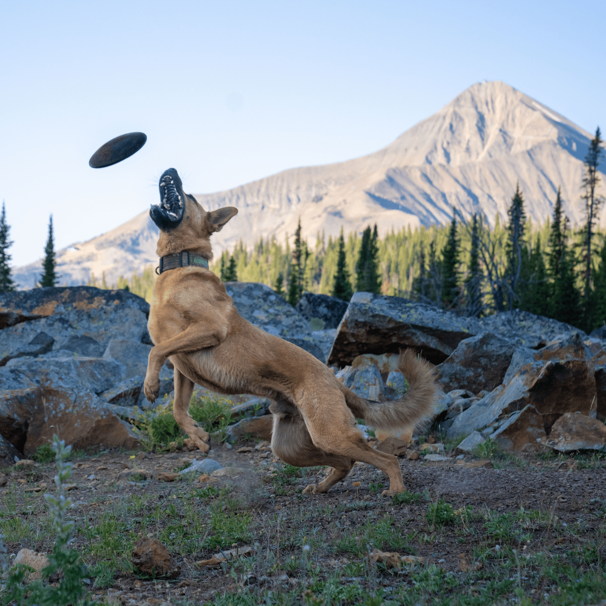 Monster K9 Aero Disc – Ultra-Durable Natural Rubber Flying Disc for Medium & Large Dogs