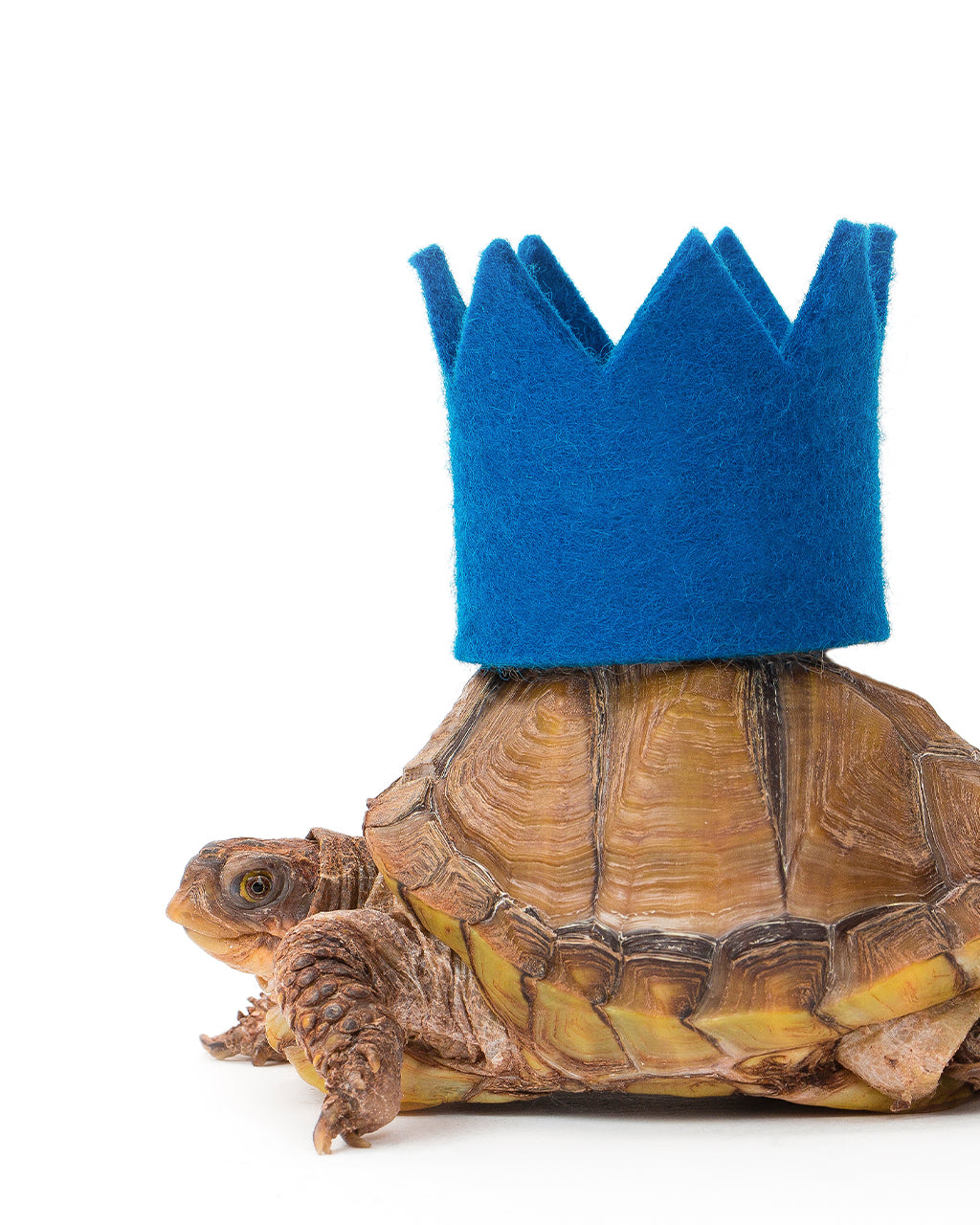 Colorful Wool Party Crowns for Pets – Adjustable & Photo-Ready