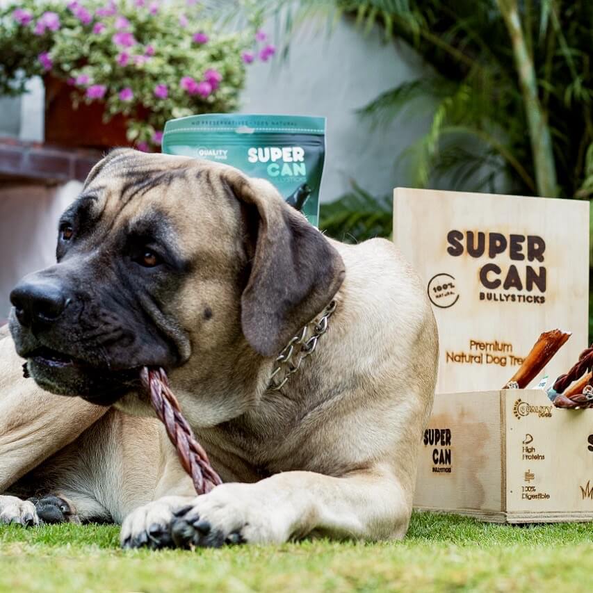 SuperCan 6" Braided Bully Sticks (10-Pack) – All-Natural, Long-Lasting Beef Chews for Dogs