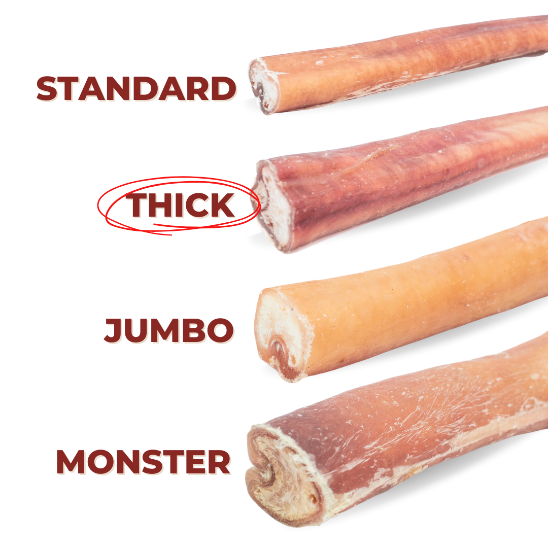 12-Inch Thick Bully Stick – All-Natural, Long-Lasting Dog Chew