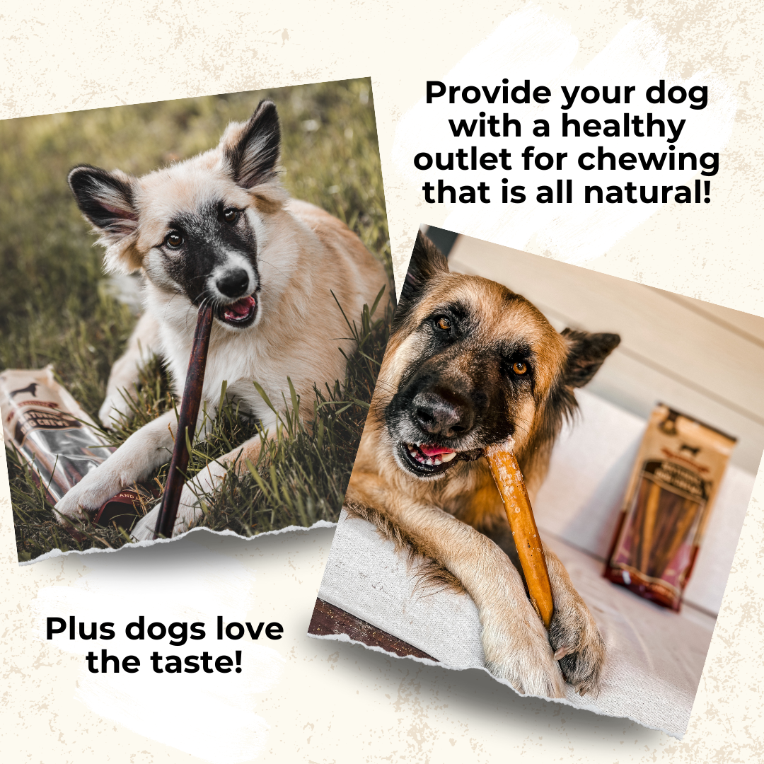 Extra Large 12" Bully Sticks for Dogs – All-Natural, Long-Lasting Chews