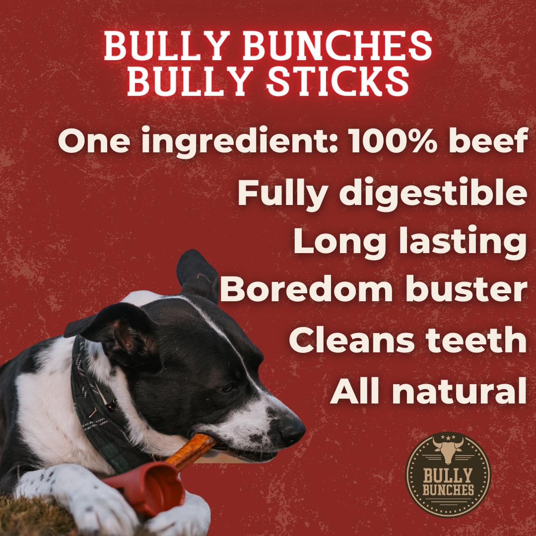 Extra Large 12" Bully Sticks for Dogs – All-Natural, Long-Lasting Chews