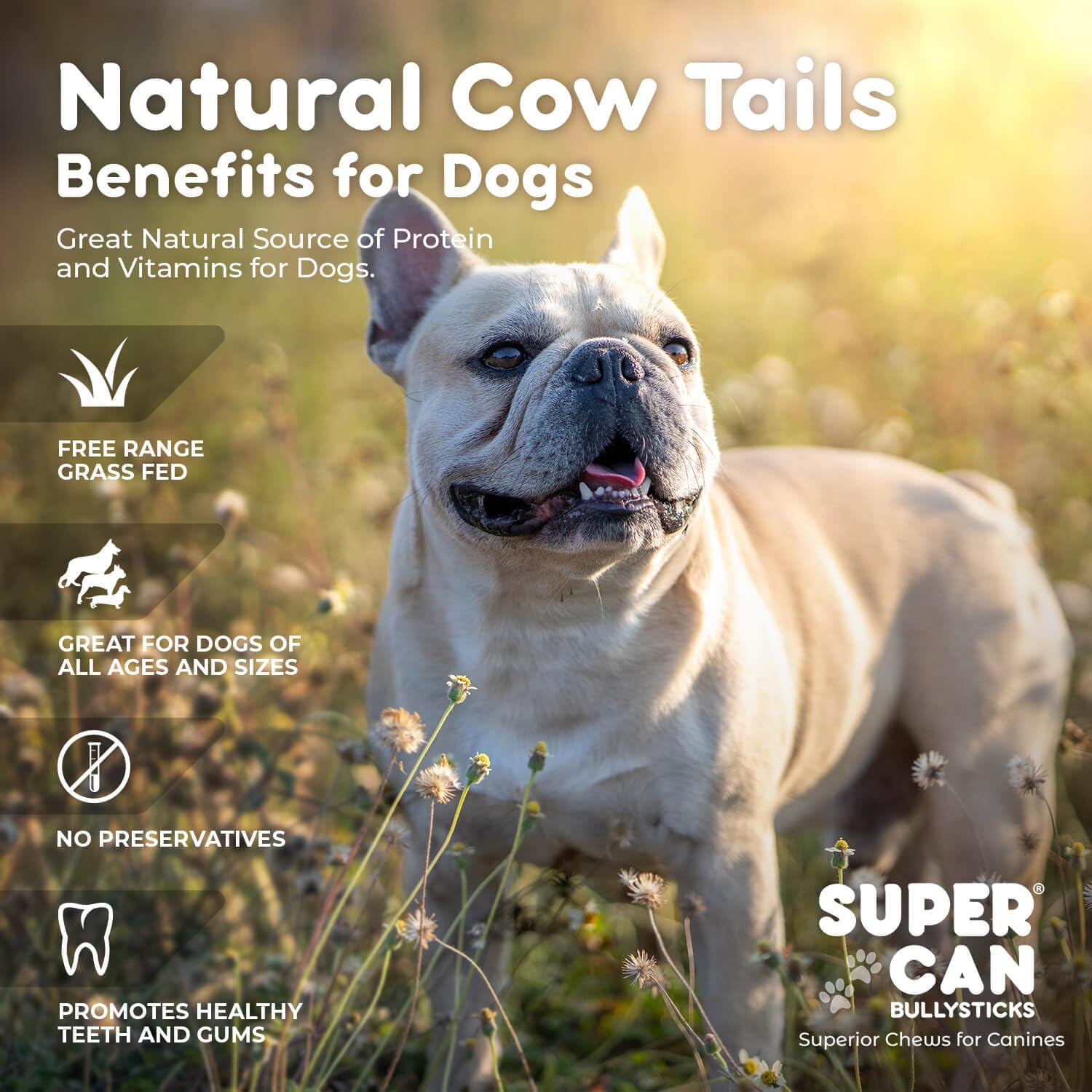 SuperCan 6” Cow Tails Dog Chews | All-Natural, Single-Ingredient, Grass-Fed Beef Treats (10 pcs)