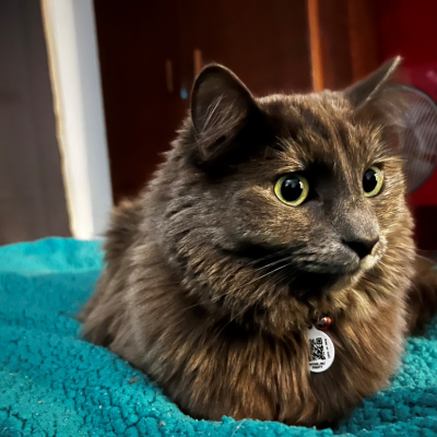 PetHub QR Pet ID Tag – Original Get Me Home Club