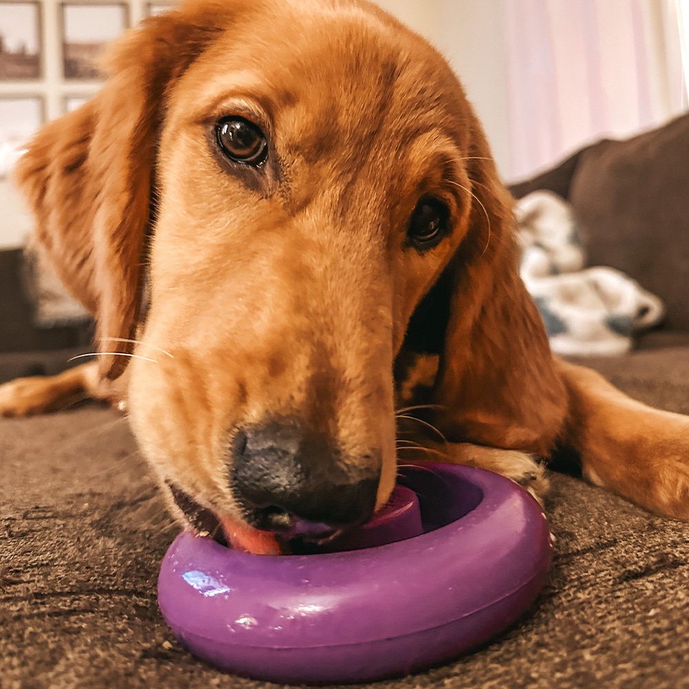 Freez Doughnut – Durable Freezable Fillable Dog Chew for Strong Chewers