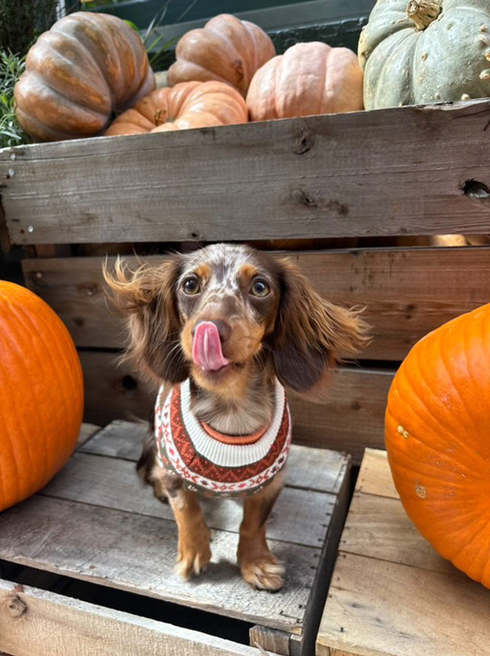 Foxy Cozy Autumn Knit Dog Sweater | Mess-Free Crewneck Pullover