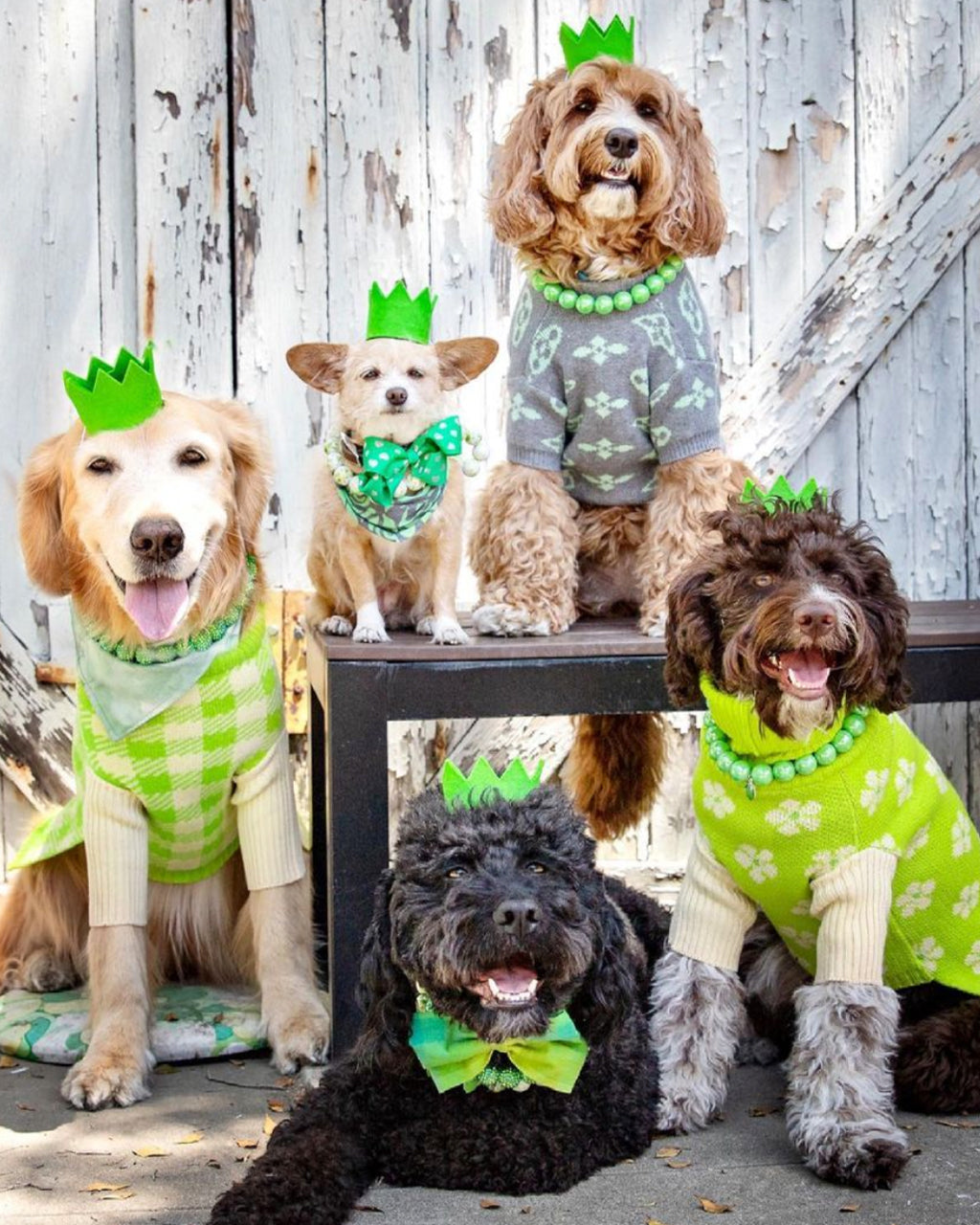 Colorful Wool Party Crowns for Pets – Adjustable & Photo-Ready
