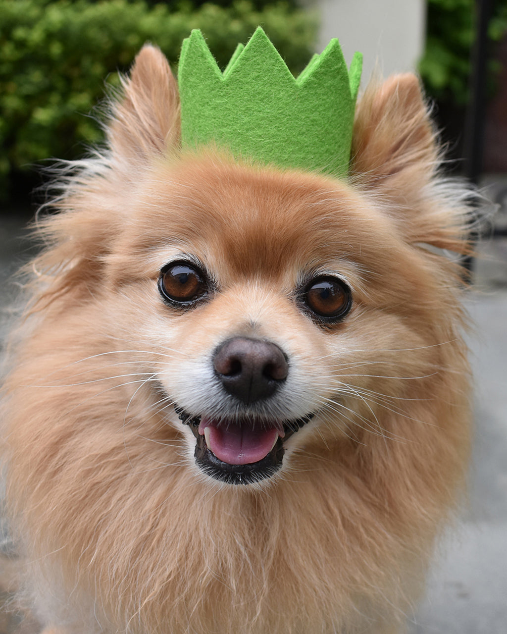 Colorful Wool Party Crowns for Pets – Adjustable & Photo-Ready