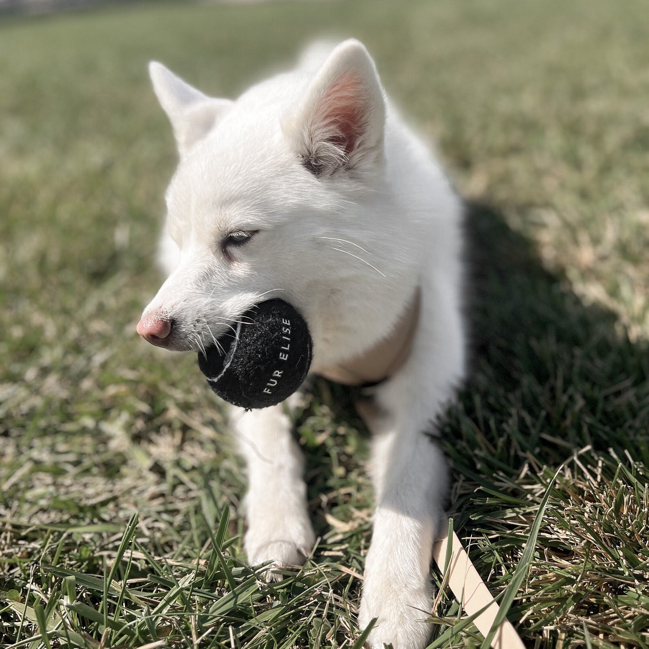 Classic Tennis Ball – Noir Edition | Pet-Safe, Durable Fetch Toy for Dogs