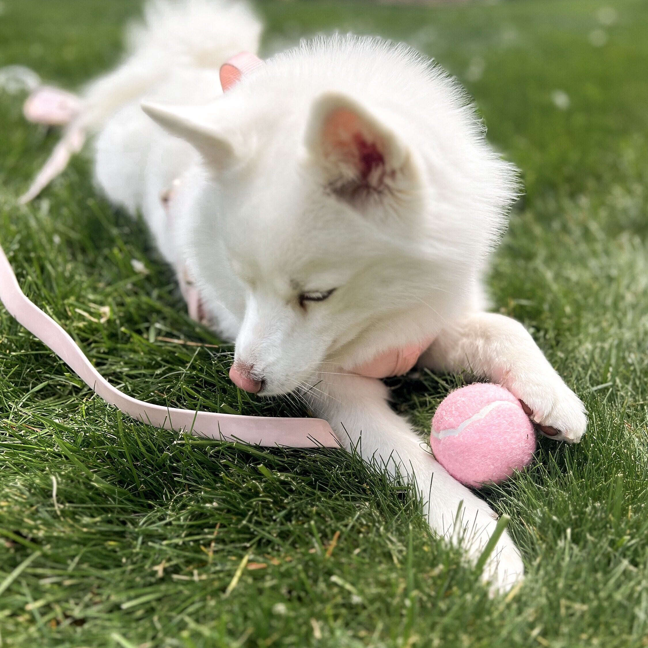 Classic Tennis Ball – Rose Edition | Pet-Safe, Durable Fetch Toy for Dogs