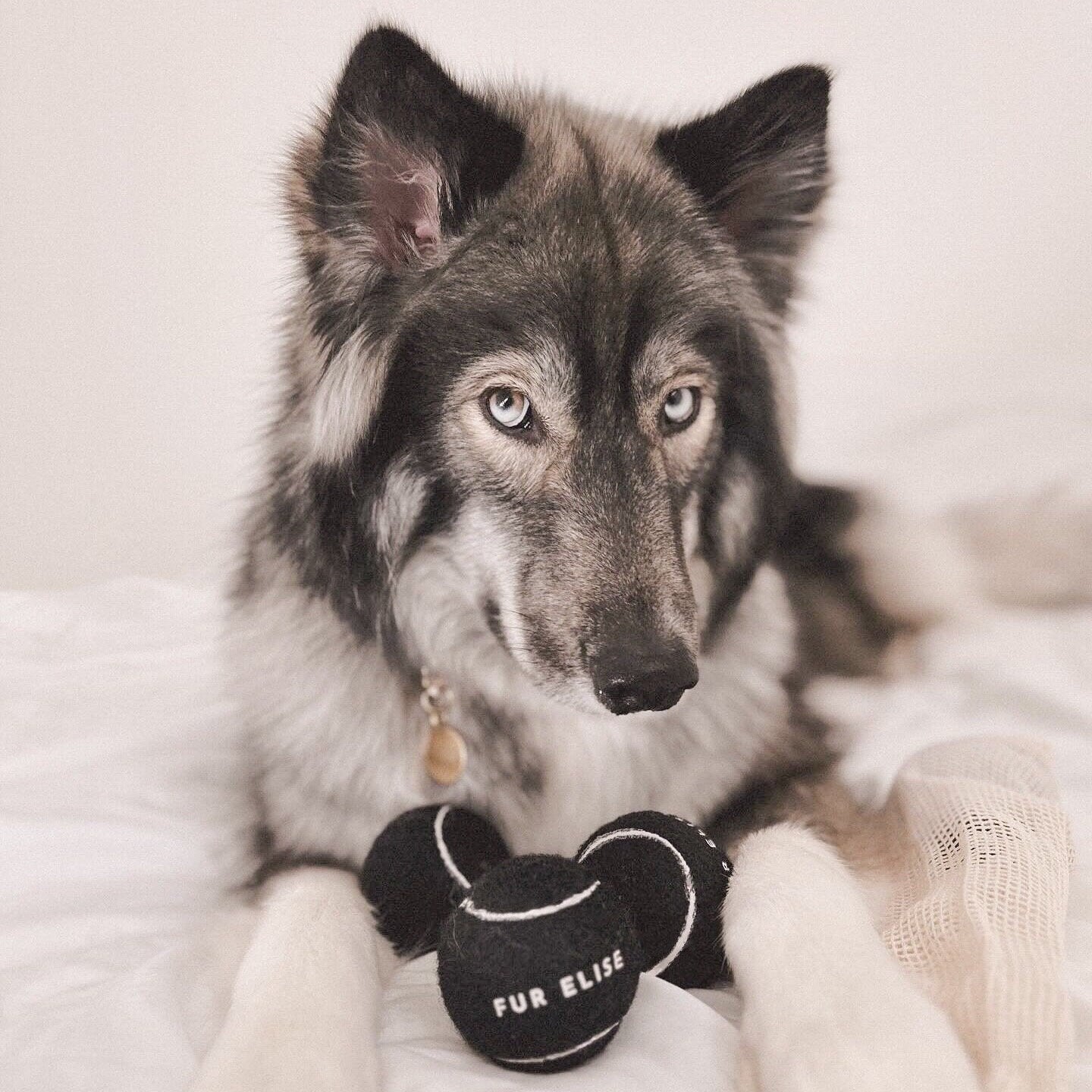 Classic Tennis Ball – Noir Edition | Pet-Safe, Durable Fetch Toy for Dogs