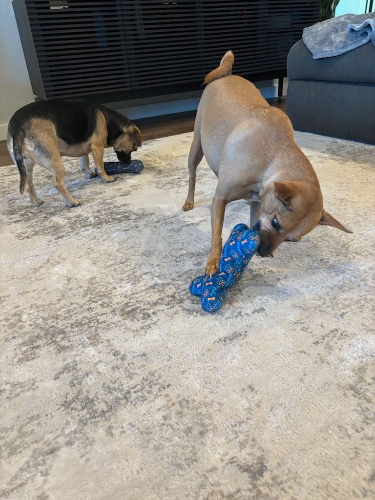 Chewable Fun: Varity of 10-Inch Canvas Bone Toy 🐾🦴