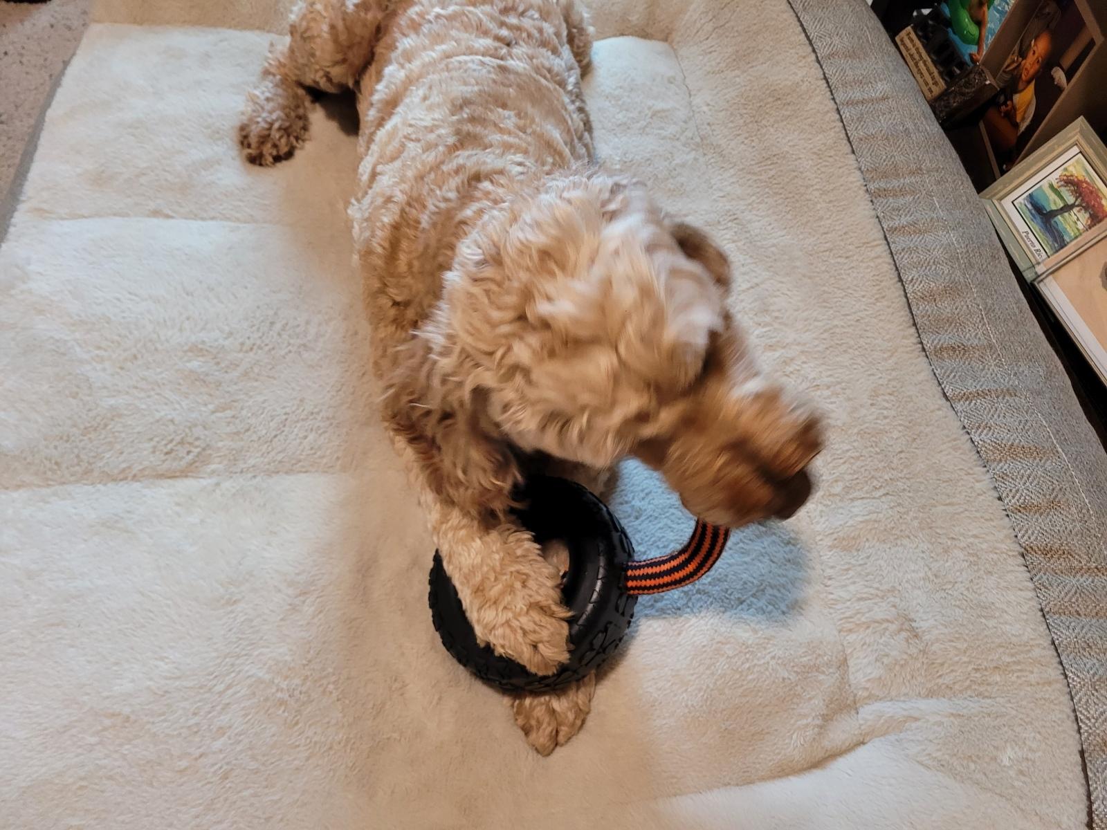 Durable Rope and Tire Dog Toy - Mammoth Pet Tire Biter II for Tough Play