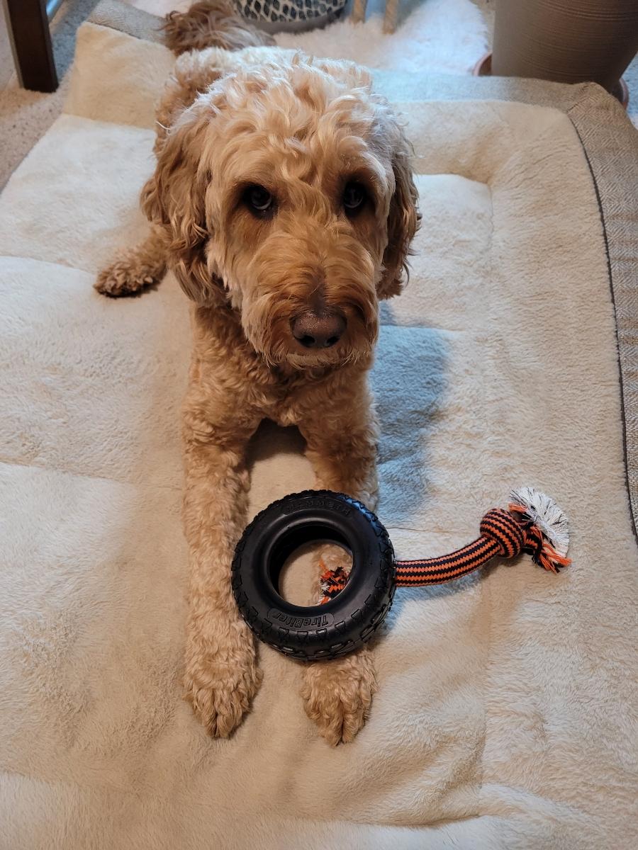 Durable Rope and Tire Dog Toy - Mammoth Pet Tire Biter II for Tough Play