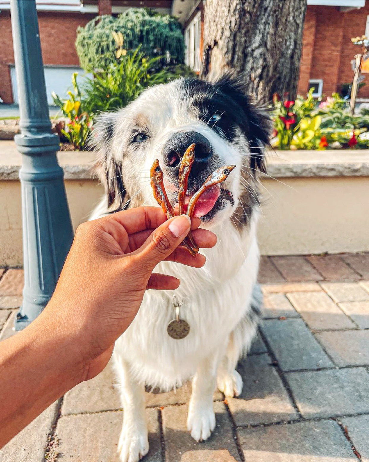 Naked Beasts Wild-Caught Smelt Omega-3 Dog & Cat Treats