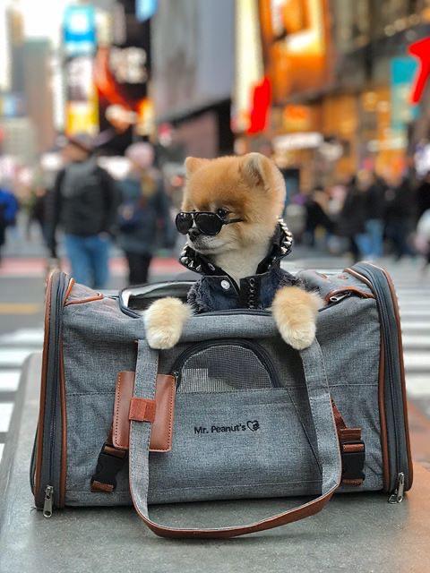 Mr. Peanut's Gold Series Airline Approved Pet Carrier – Soft-Sided Travel Tote for Cats & Small Dogs, Fits Under Airline Seats