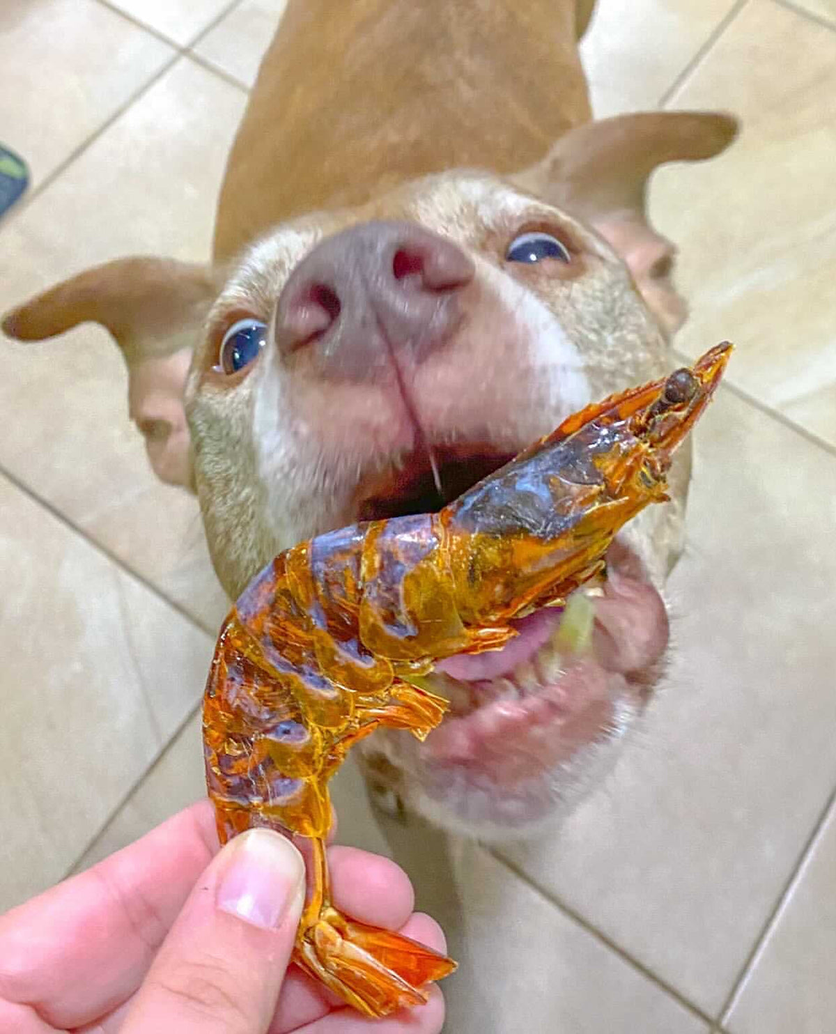 Shell-On Shrimp Dog & Cat Treats – Single-Ingredient Dehydrated Shrimp