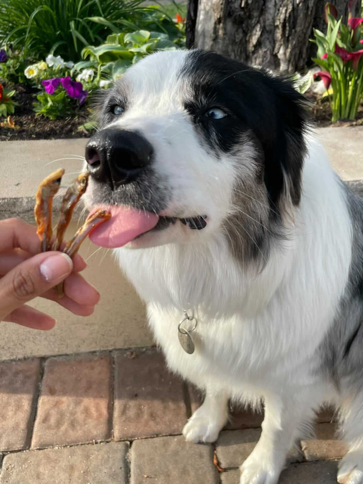Naked Beasts Wild-Caught Smelt Omega-3 Dog & Cat Treats