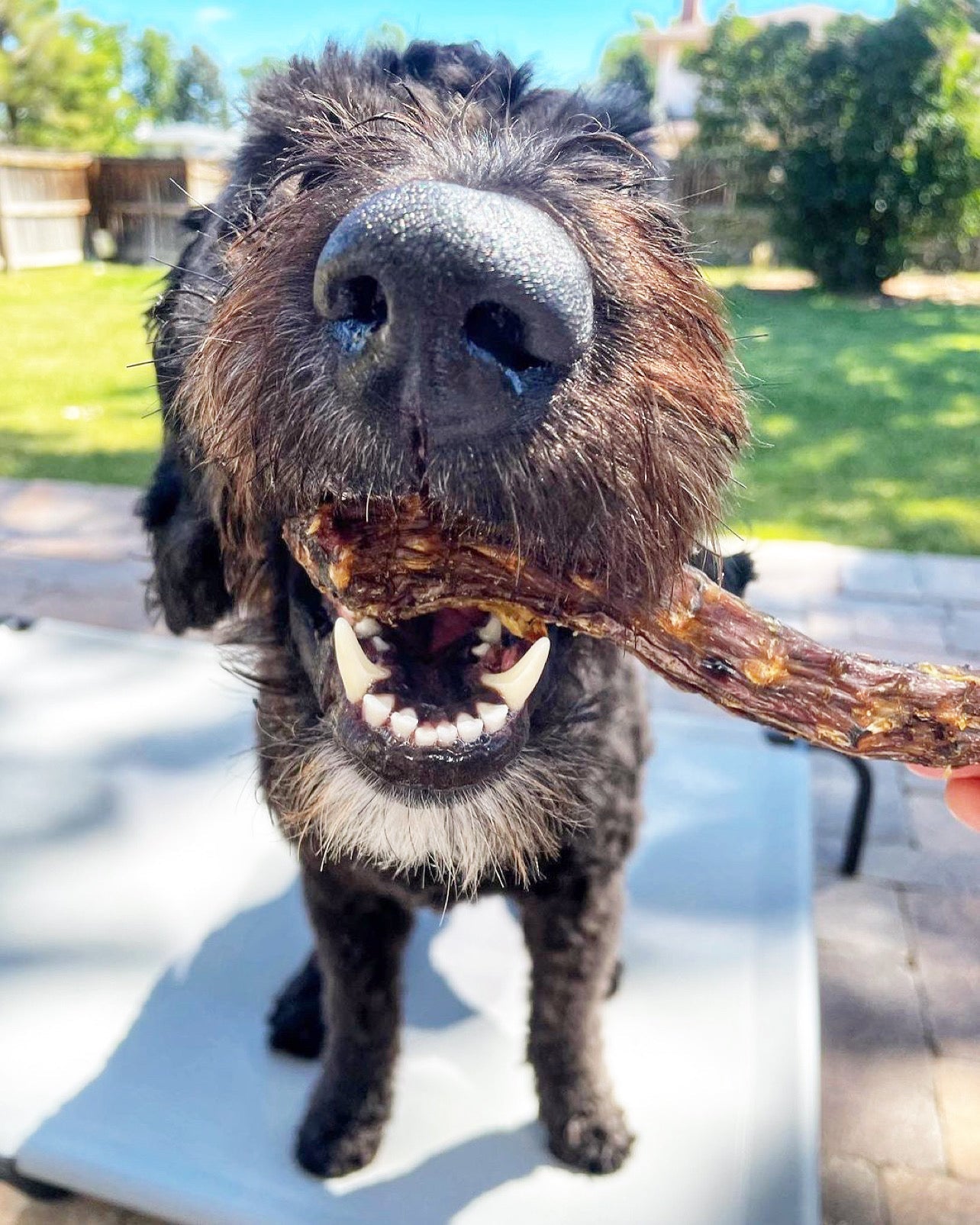 Whole Duck Neck Dog Chews – Natural Single-Ingredient Duck Chew