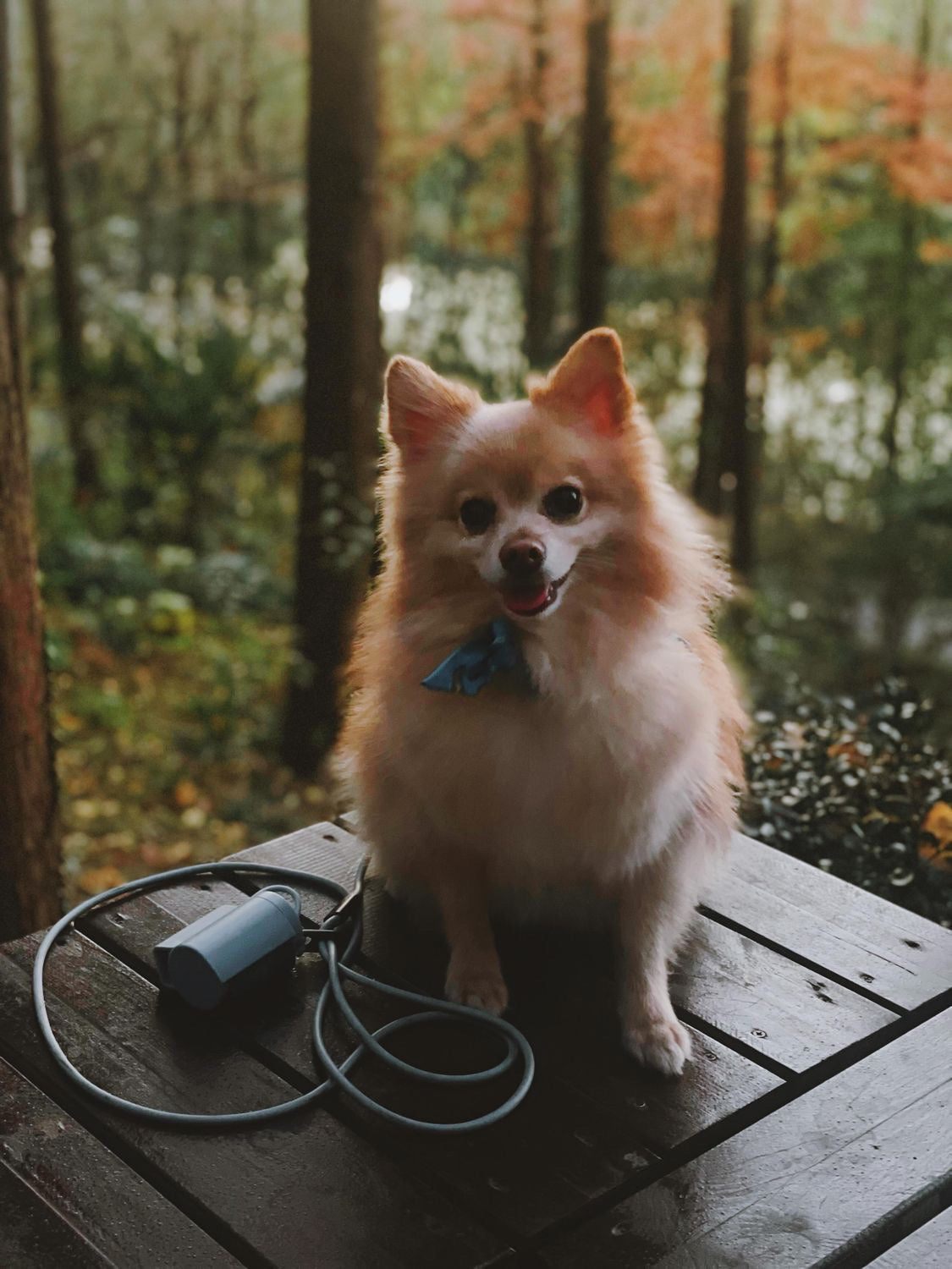 Magic Leash® – Hands-Free, Hassle-Free Walks