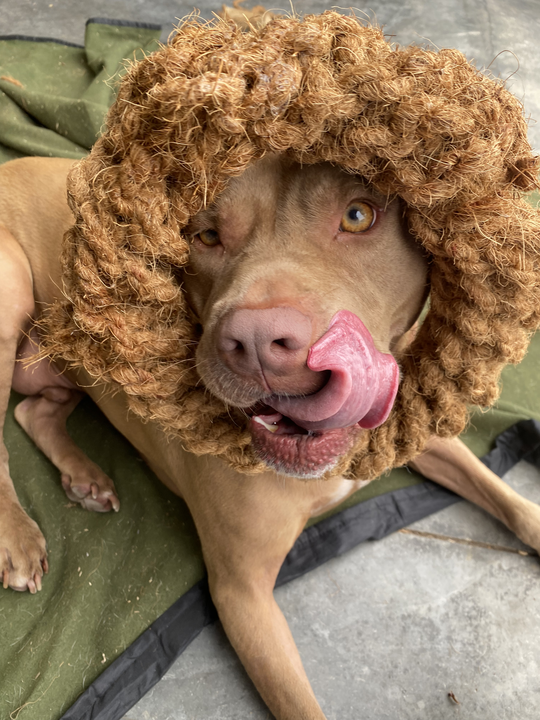 Mumbies Natural Coconut Rope Ring for Dogs – Eco-Friendly Tug, Fetch & Chew Toy for Light to Moderate Chewers